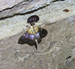Aetholix flavibasalis