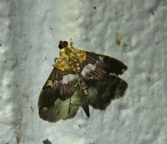 Aetholix flavibasalis