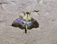 Aetholix flavibasalis