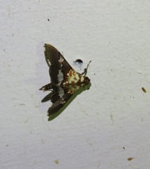 Aetholix flavibasalis