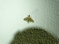 Aetholix flavibasalis