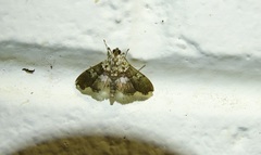 Aetholix flavibasalis