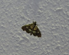Aetholix flavibasalis