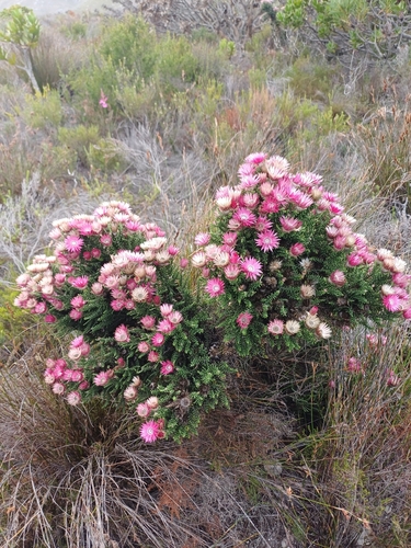 Cape everlasting (Phaenocoma prolifera)