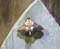 Aetholix flavibasalis
