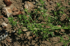 Salsola komarovii