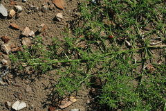 Salsola komarovii