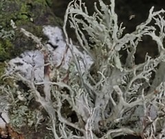 Ramalina subfarinacea