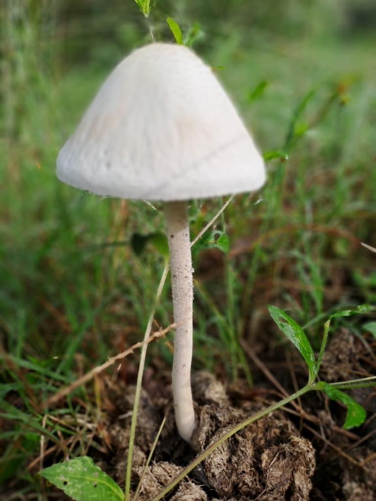 Panaeolus antillarum · April 2026 · photo: © grf15 (iNaturalist, cc-by)