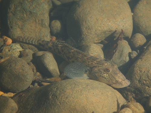 River Goby