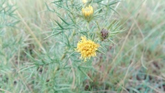 Berkheya pinnatifida ingrata