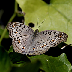 Junonia atlites