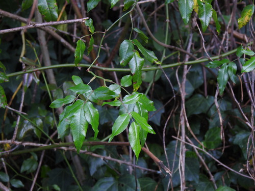 Evergreen Rose (Rosa sempervirens)
