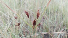 Cyperus rigidifolius