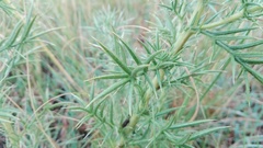 Berkheya pinnatifida ingrata