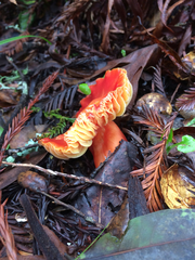 Hygrocybe splendidissima