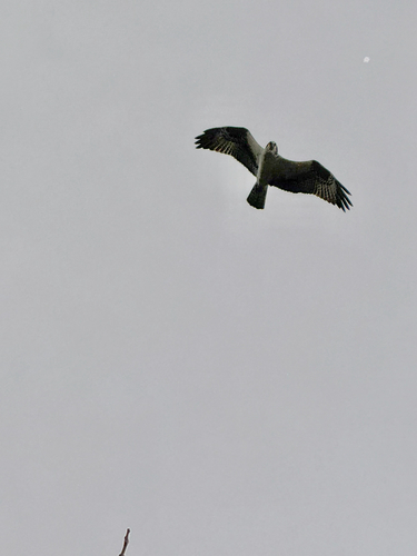 iNaturalist: (c) Julianna Skill, some rights reserved (CC BY-NC), uploaded by Julianna Skill iNaturalist image