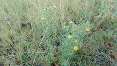 Berkheya pinnatifida ingrata