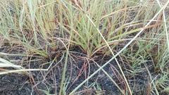 Cyperus rigidifolius