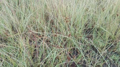 Cyperus rigidifolius