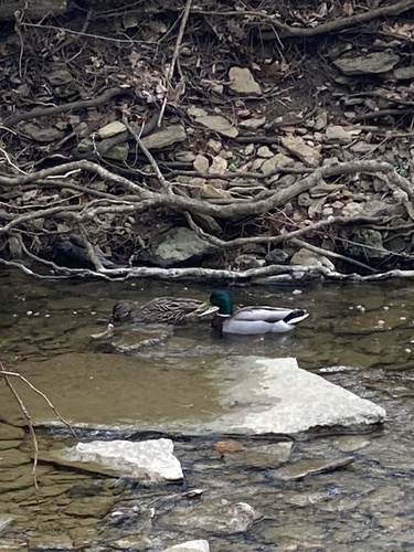 iNaturalist: (c) rw99292, some rights reserved (CC BY-NC) iNaturalist image