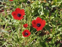 Anemone coronaria