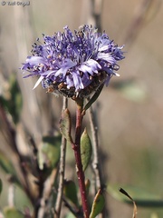 Globularia arabica
