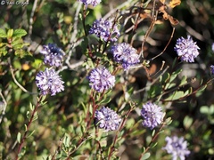 Globularia arabica