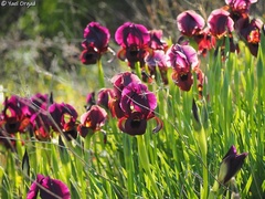 Iris atropurpurea