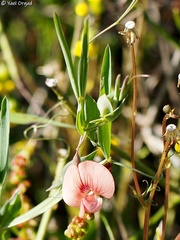 Lathyrus blepharicarpos