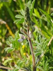 Lupinus palaestinus