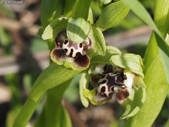Ophrys umbilicata flavomarginata