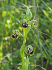 Ophrys umbilicata flavomarginata