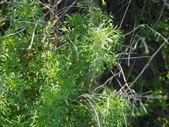 Teucrium procerum