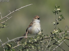 Prinia gracilis