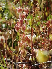 Rumex occultans