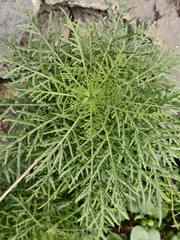 Tree Crambe (Crambe arborea)