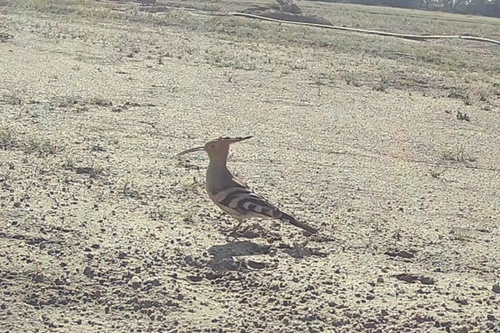 Common Hoopoe