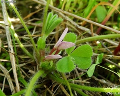 Trifolium israeliticum