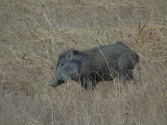 Sus scrofa cristatus