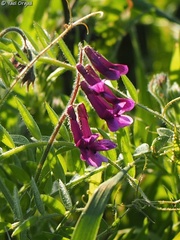 Vicia villosa