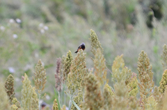 Sporophila ruficollis