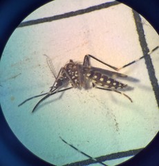 Aedes sierrensis