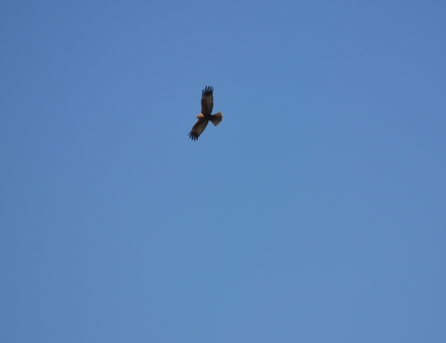 Avistamiento Aguilucho lagunero occidental