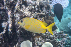 Siganus corallinus
