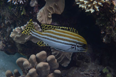 Plectorhinchus lessonii