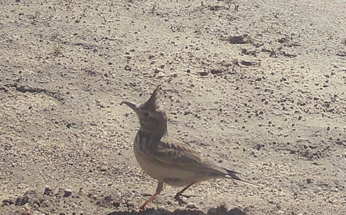 Crested Lark