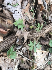 Hydrophyllum virginianum