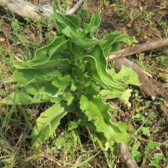 Kalanchoe lanceolata