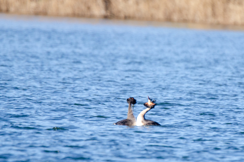 iNaturalist: (c) Oleg, some rights reserved (CC BY-NC), uploaded by Oleg iNaturalist image